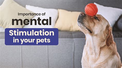 From Anxiety to Relaxation: How a Roller Ball Can Calm Your Dog